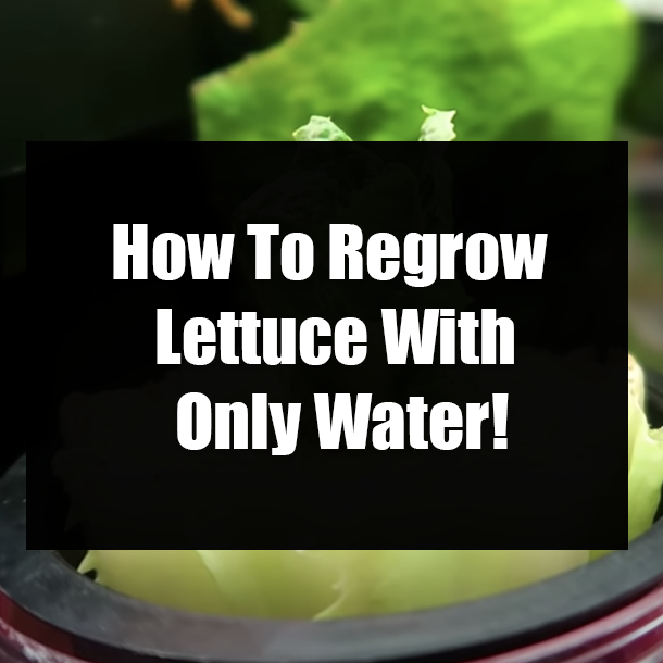 How To Regrow Lettuce With Only Water!