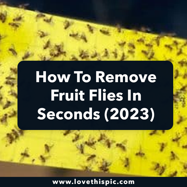How To Remove Fruit Flies In Seconds (2023)
