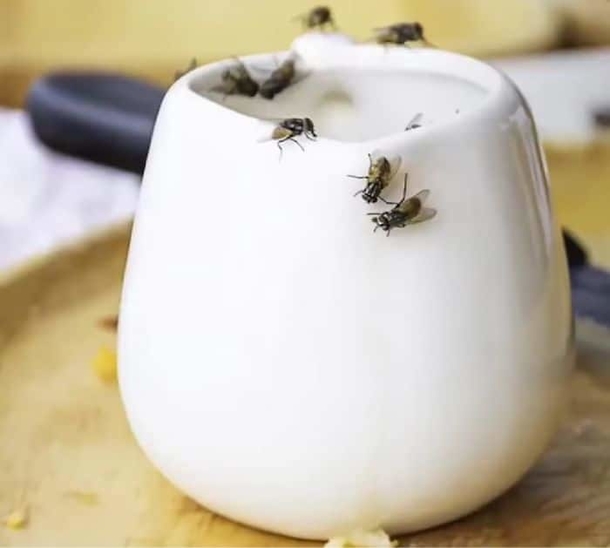 How To Remove Fruit Flies In Seconds (2023) - picture 3