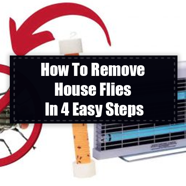 How To Remove House Flies In 4 Easy Steps
