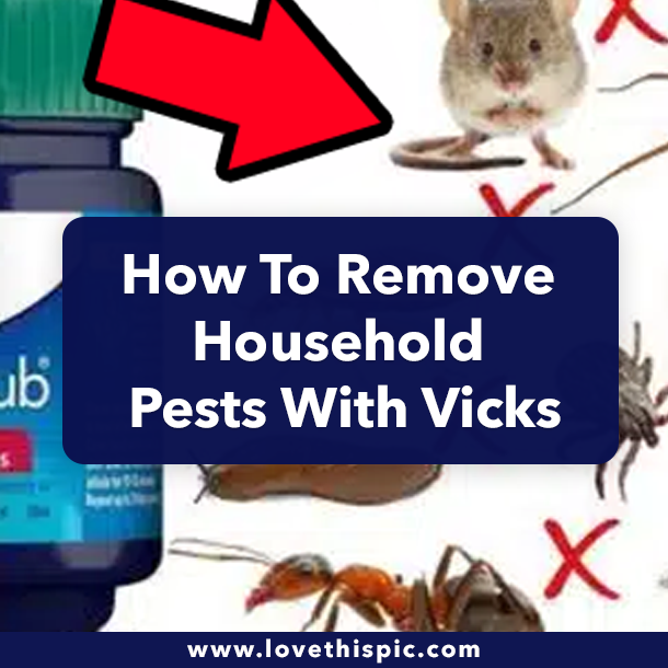 How To Remove Household Pests With Vicks