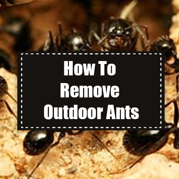 How To Remove Outdoor Ants