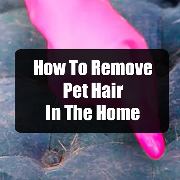 How To Remove Pet Hair In The Home