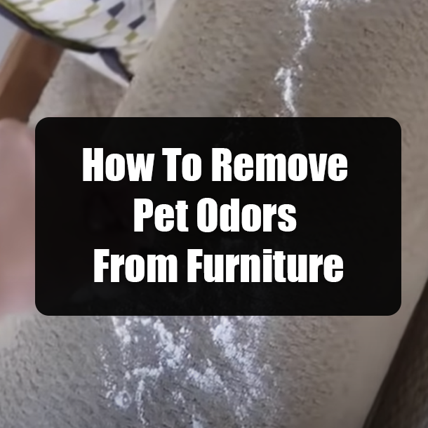 How To Remove Pet Odors From Furniture