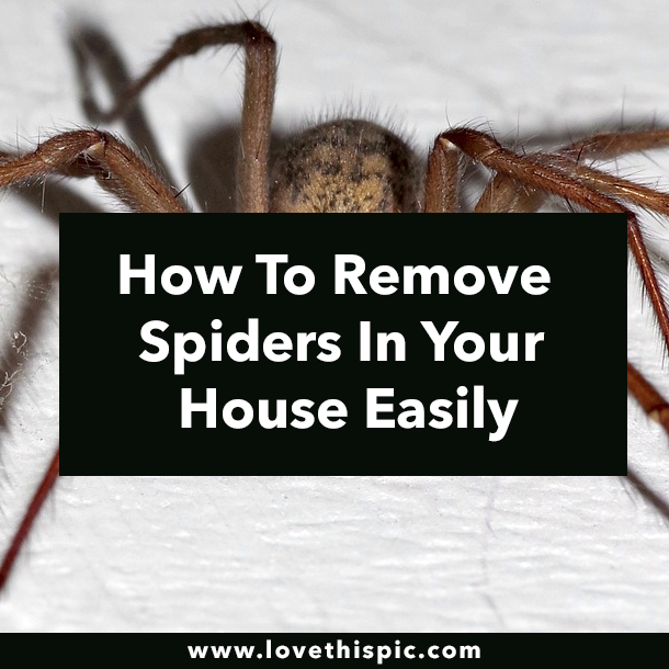 How To Remove Spiders In Your House Easily