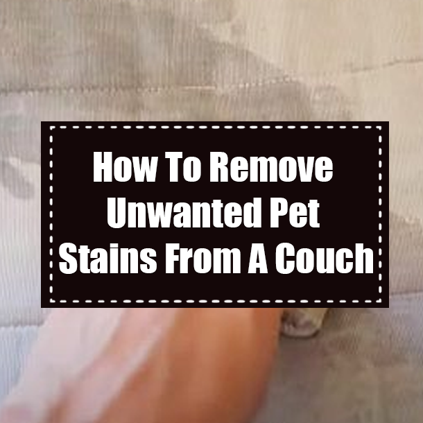 How To Remove Unwanted Pet Stains From A Couch