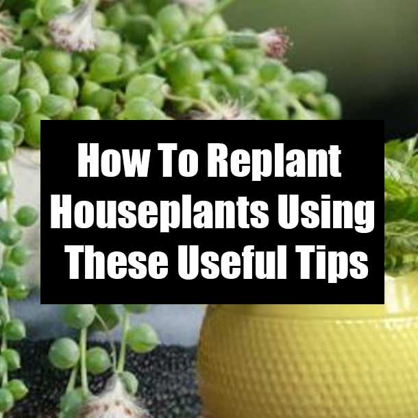 How To Replant Houseplants Using These Useful Tips