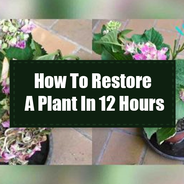 How To Restore A Plant In 12 Hours