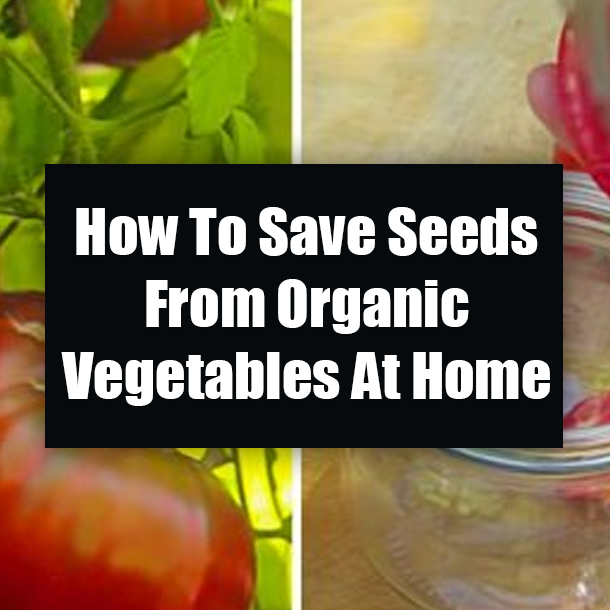 How To Save Seeds From Organic Vegetables At Home
