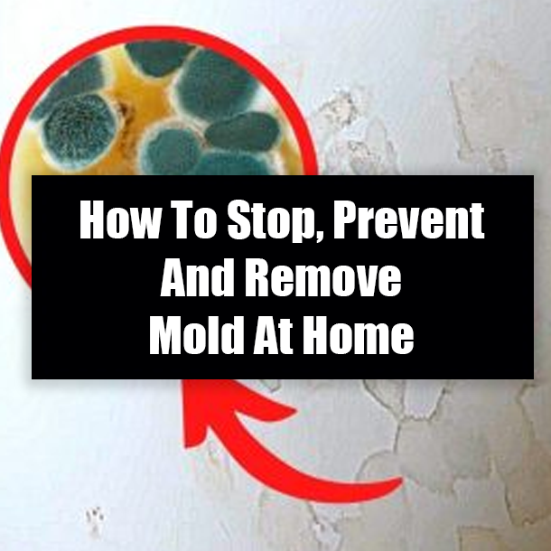 How To Stop, Prevent And Remove Mold At Home