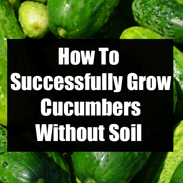 How To Successfully Grow Cucumbers Without Soil