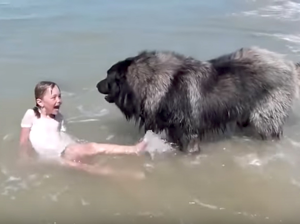 Huge Dog Realizes Little Girl Is In Trouble, Comes To The Rescue In The Cutest Way Ever Captured - picture 2