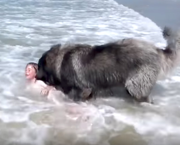 Huge Dog Realizes Little Girl Is In Trouble, Comes To The Rescue In The Cutest Way Ever Captured - picture 3