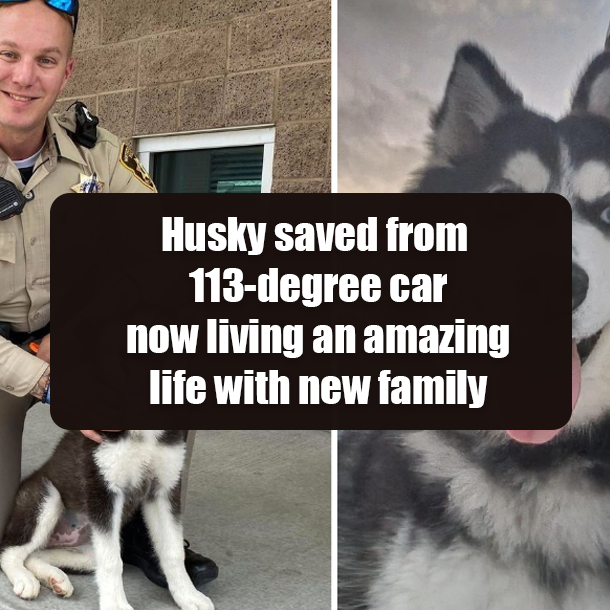 Husky saved from 113-degree car now living an amazing life with new family
