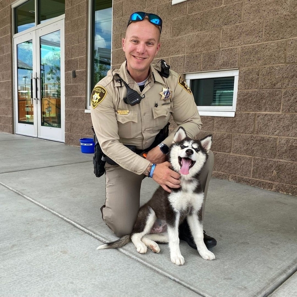 Husky saved from 113-degree car now living an amazing life with new family - picture 3