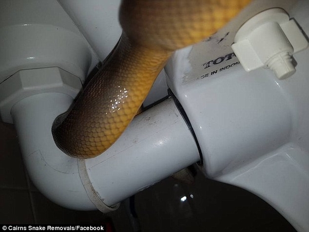 I Heard A Hissing Sound In The Toilet Seat Under Me. Once I Sat Up, I Ran In Terror For Help - picture 2