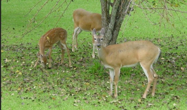 I Saw My Neighbor Placing Pieces Of Soap In Her Garden. I Understand The Reason Why Now - picture 2