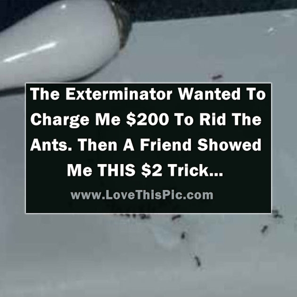 I Was ABout To Pay An Exterminator $200 To Rid The Ants. Then A Friend Showed Me THIS $2 Trick…