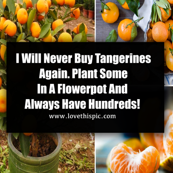 I Will Never Buy Tangerines Again. Plant Some In A Flowerpot And Always Have Hundreds!