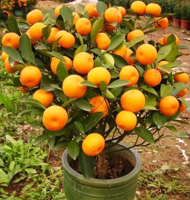 I Will Never Buy Tangerines Again. Plant Some In A Flowerpot And Always Have Hundreds! - picture 2