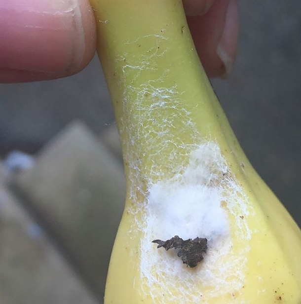 If You Find THIS On your Banana Do Not It Because It Might Kill You - picture 6