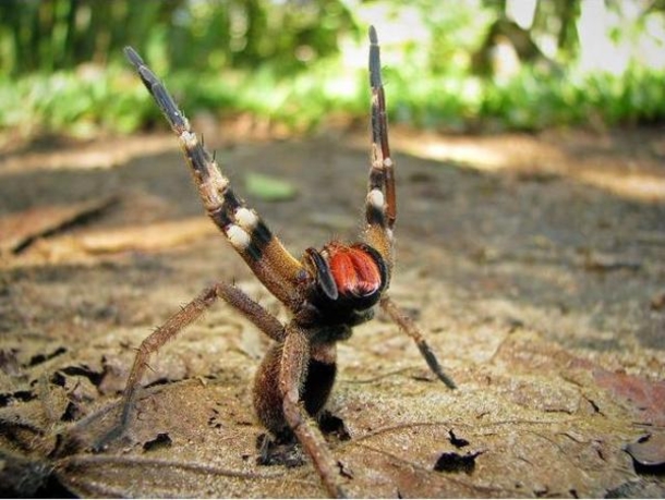 If You Find THIS On your Banana Do Not It Because It Might Kill You - picture 7