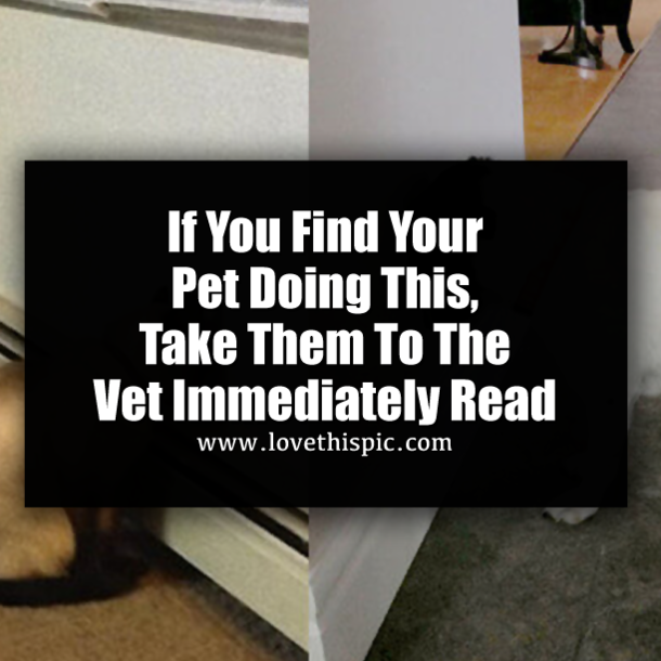 If You Find Your Pet Doing This, Take Them To The Vet Immediately