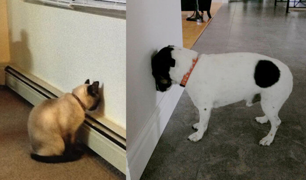 If You Find Your Pet Doing This, Take Them To The Vet Immediately - picture 2