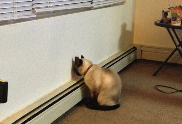 If You Find Your Pet Doing This, Take Them To The Vet Immediately - picture 3