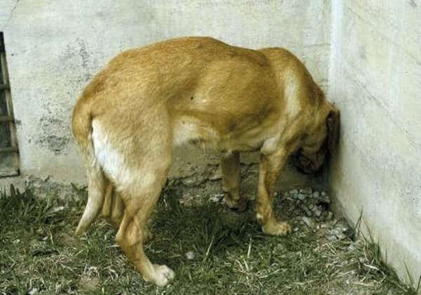 If You Find Your Pet Doing This, Take Them To The Vet Immediately - picture 4