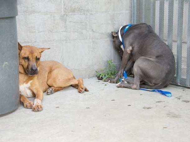 If You Find Your Pet Doing This, Take Them To The Vet Immediately - picture 5