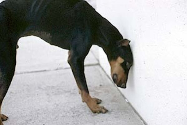 If You Find Your Pet Doing This, Take Them To The Vet Immediately - picture 6