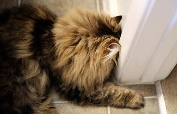 If You Find Your Pet Doing This, Take Them To The Vet Immediately - picture 7