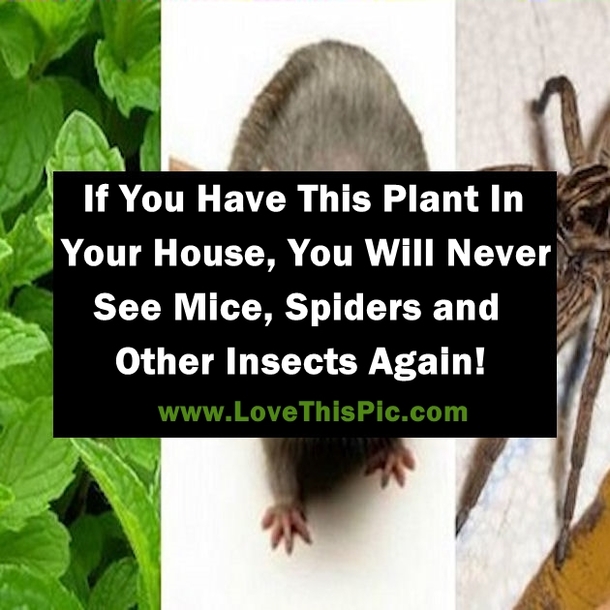If You Have THIS Plant In Your Home You Will Never See Spiders, Mice, Or Insects Again. Amazing!