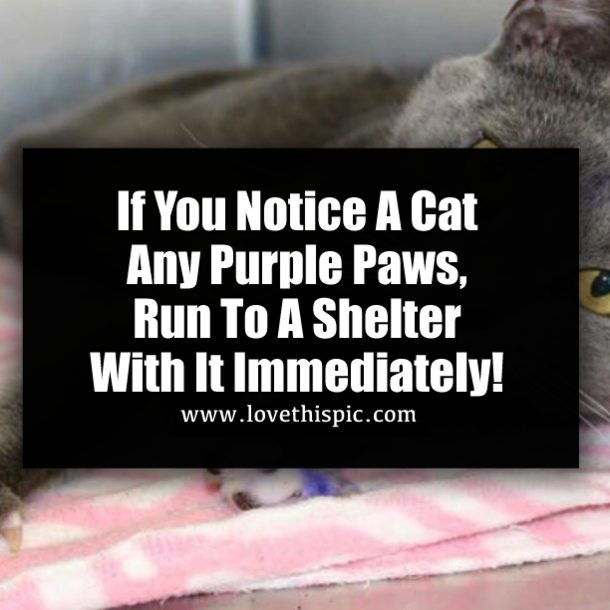 If You Notice A Cat Any Purple Paws, Run To A Shelter With It Immediately!