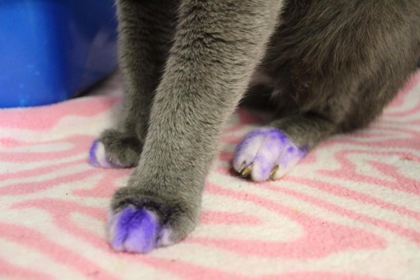 If You Notice A Cat Any Purple Paws, Run To A Shelter With It Immediately! - picture 2