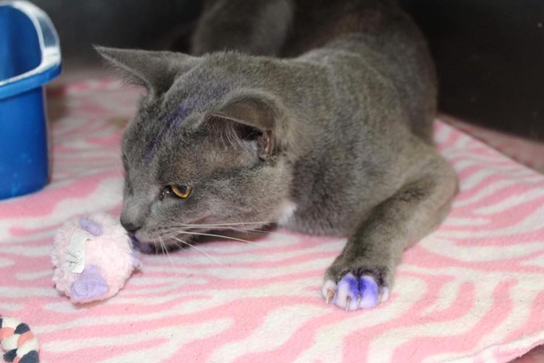 If You Notice A Cat Any Purple Paws, Run To A Shelter With It Immediately! - picture 3