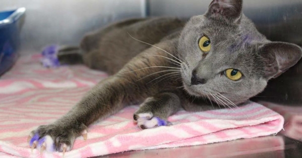 If You Notice A Cat Any Purple Paws, Run To A Shelter With It Immediately! - picture 4