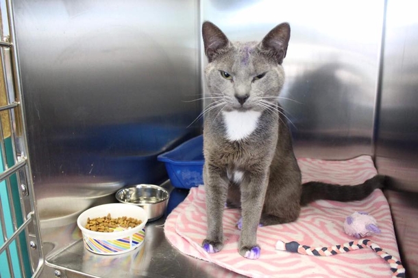 If You Notice A Cat Any Purple Paws, Run To A Shelter With It Immediately! - picture 5