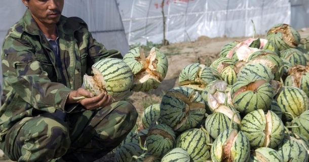 If You Open A Watermelon And See Cracks Like This Throw It Out Immediately; You Will Get Very Sick! - picture 4
