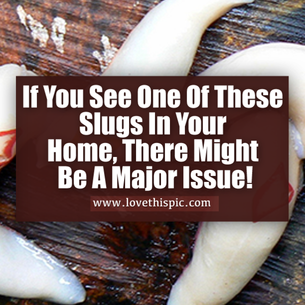 If You See One Of These Slugs In Your Home, There Might Be A Major Issue!