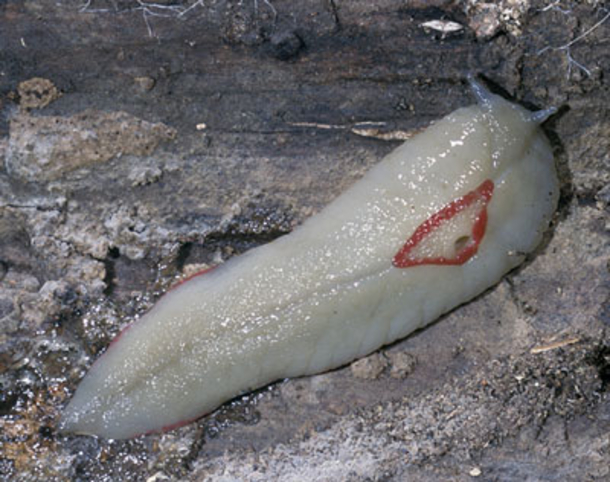 If You See One Of These Slugs In Your Home, There Might Be A Major Issue! - picture 2