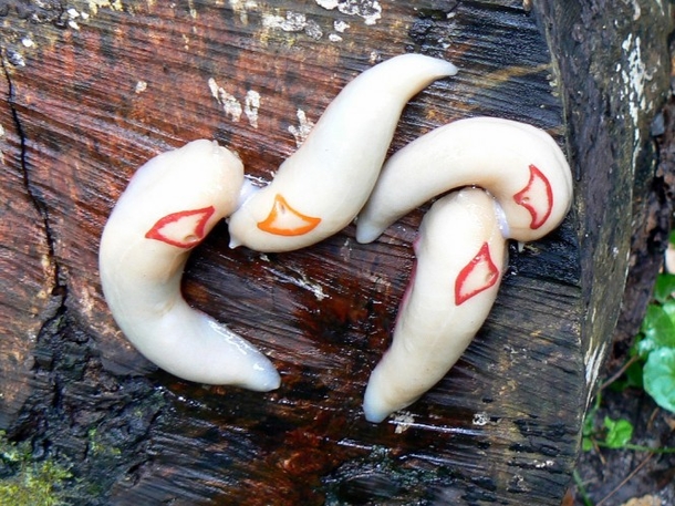 If You See One Of These Slugs In Your Home, There Might Be A Major Issue! - picture 3
