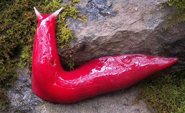 If You See One Of These Slugs In Your Home, There Might Be A Major Issue! - picture 4