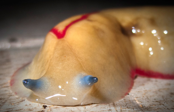 If You See One Of These Slugs In Your Home, There Might Be A Major Issue! - picture 5