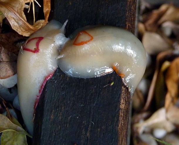 If You See One Of These Slugs In Your Home, There Might Be A Major Issue! - picture 6