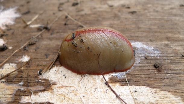 If You See One Of These Slugs In Your Home, There Might Be A Major Issue! - picture 7