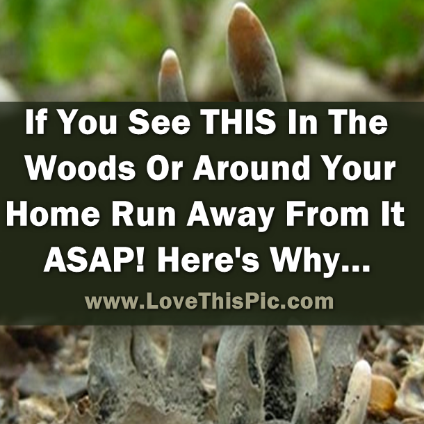If You See THIS In The Woods Or Around Your Home Run Away From It ASAP! Here's Why...