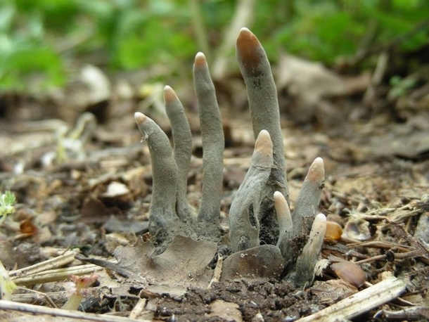 If You See THIS In The Woods Or Around Your Home Run Away From It ASAP! Here's Why... - picture 2