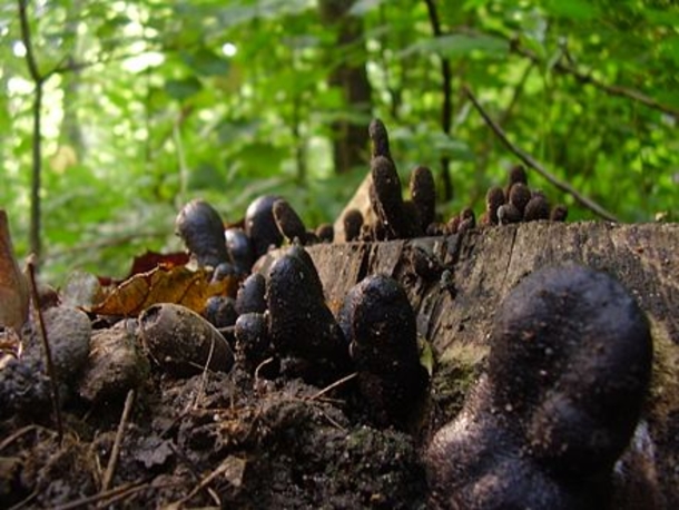 If You See THIS In The Woods Or Around Your Home Run Away From It ASAP! Here's Why... - picture 3